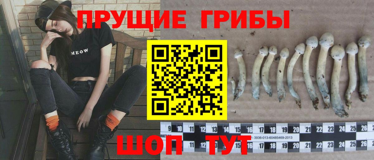 купить закладку  Псилоцибиновые грибы прущие грибы  Вход с VPN  Галлюциногенные грибы Psilocybine cubensis  Железногорск 